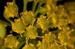 Wild parsnip